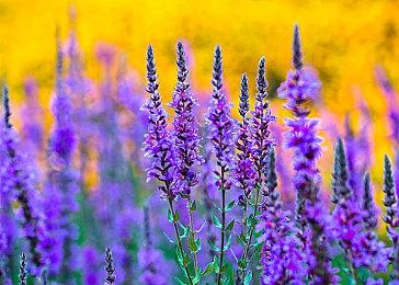 虚幻5版《生化危机：浣熊市》 城市面积160万